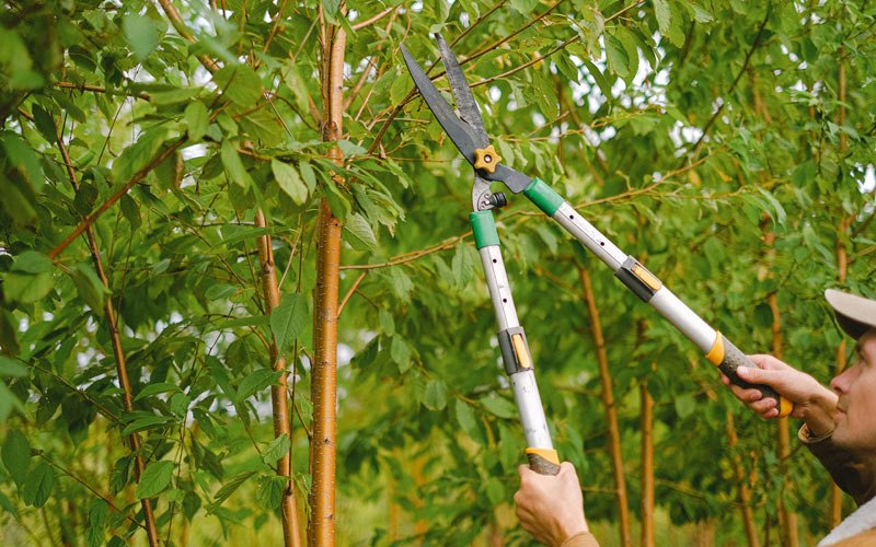 Tree trimming in Tekonsha, MI